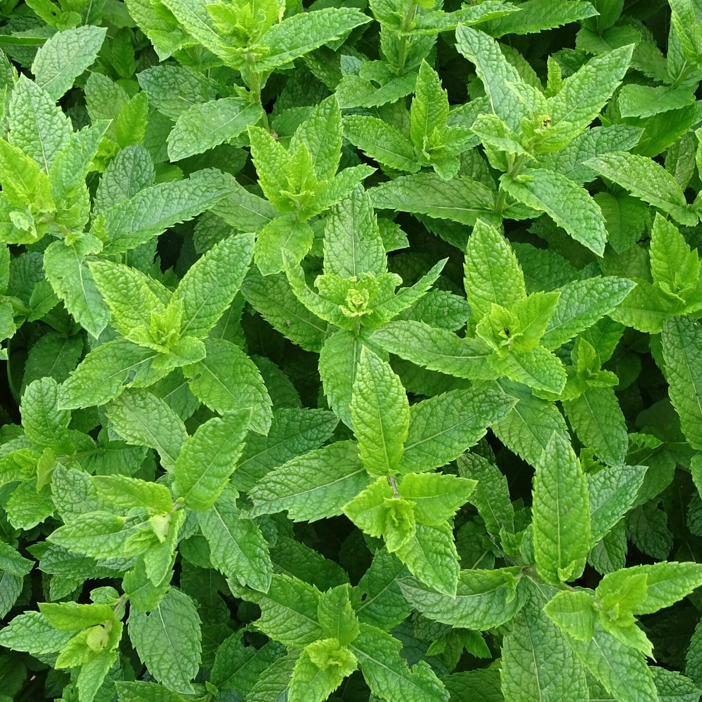 Peppermint essential oil 10ml