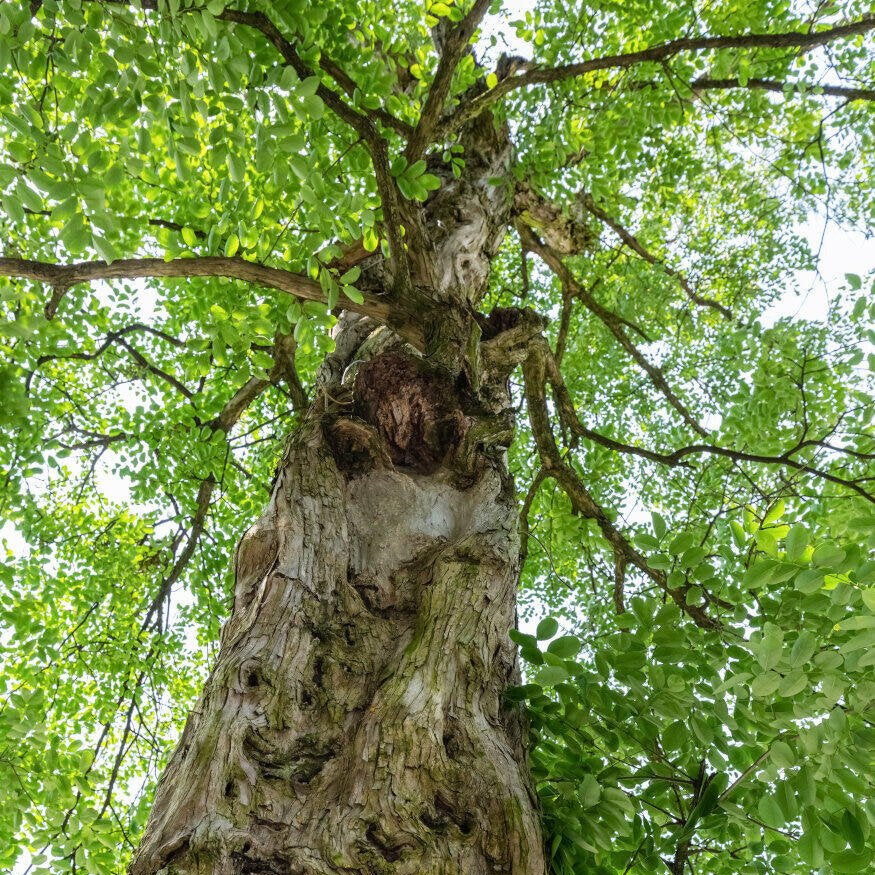 Sandalwood essential oil 10ml