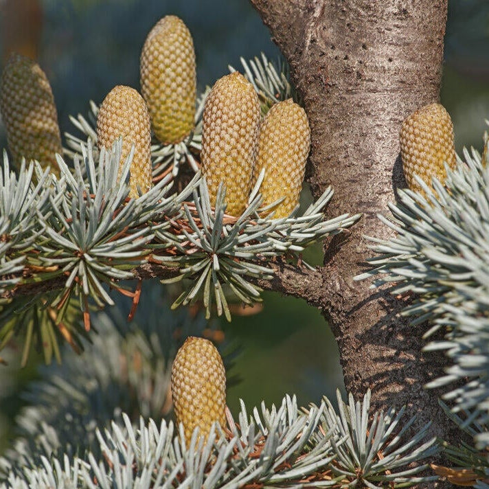 Cedarwood Essential Oil 10ml