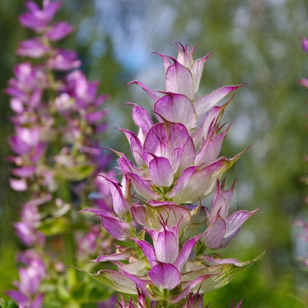 Clary sage essential oil 10ml