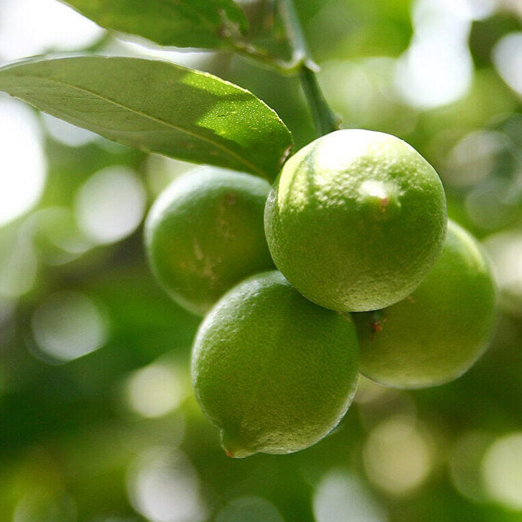 Lime essential oil 10ml