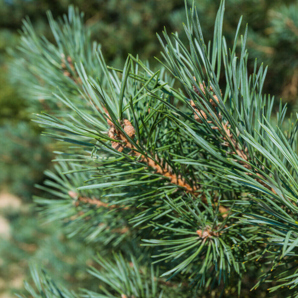 Pine essential oil 10ml