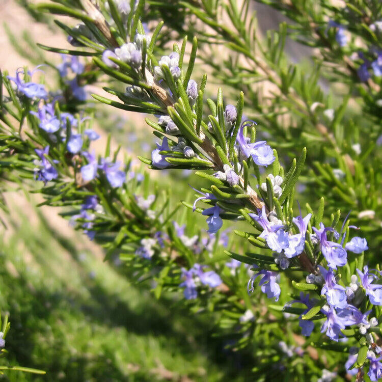 Rosemary essential oil 10ml